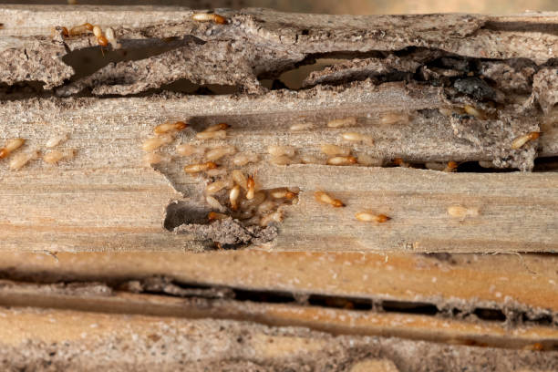 Best Wildlife Control Services  in Seaford, NY