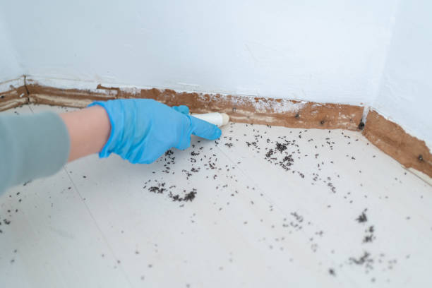 Reliable Seaford, NY Pest Control Solutions